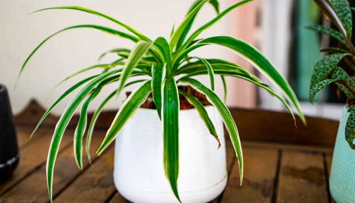Indoor setup with a spider plant and an aloe vera plant in brown pots placed on a white table beside a wooden-framed window, with small potted cacti on the windowsill.